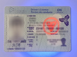 fake Ontario driver's license