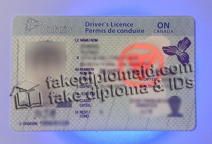 fake Ontario driver's license