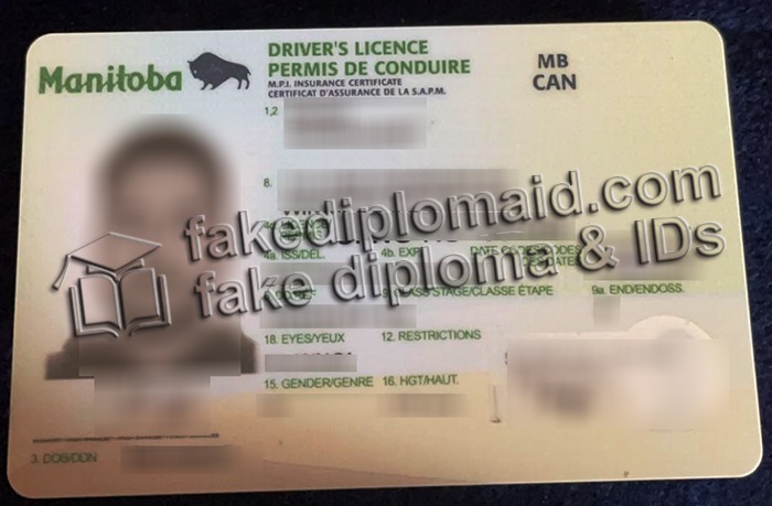 fake Manitoba driver's license